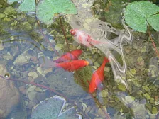 Гостиница "Вега"