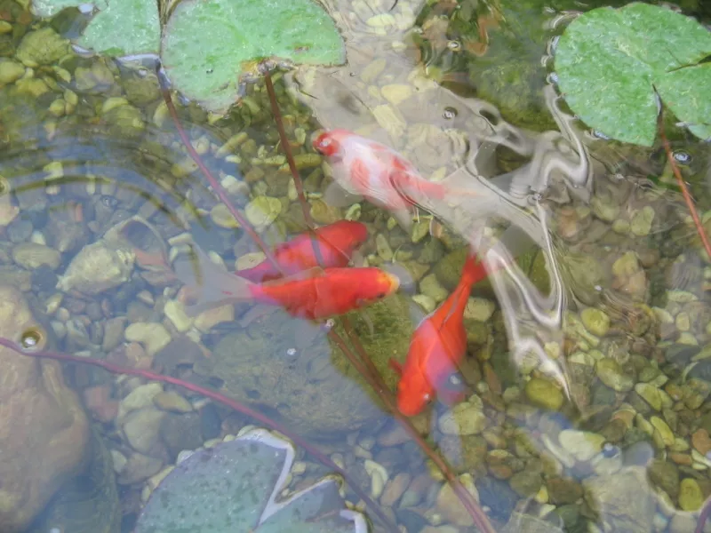 . Гостиница "Вега". Феодосия