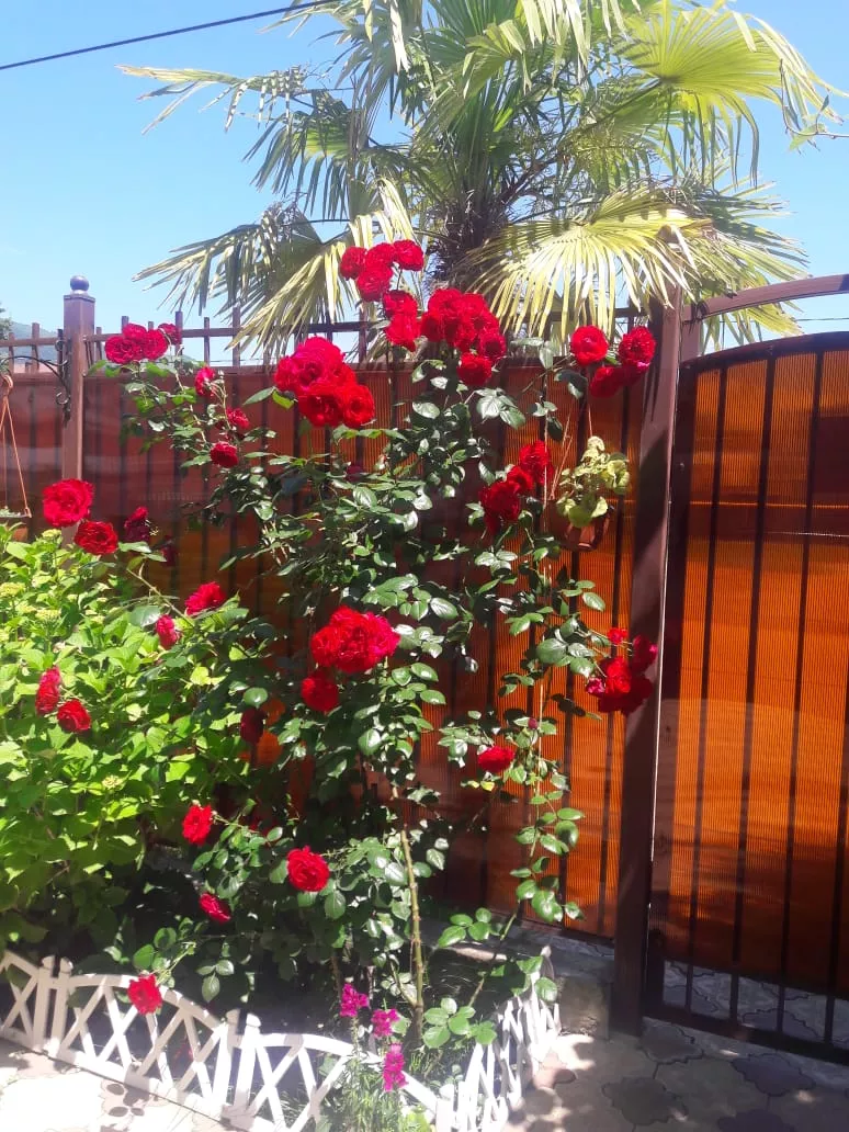 . Гостевой дом "Белый Замок". Лазаревское . Гостевой дом "Белый Замок". Лазаревское