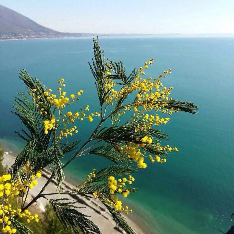 . Гостевой дом Мимоза. Пицунда