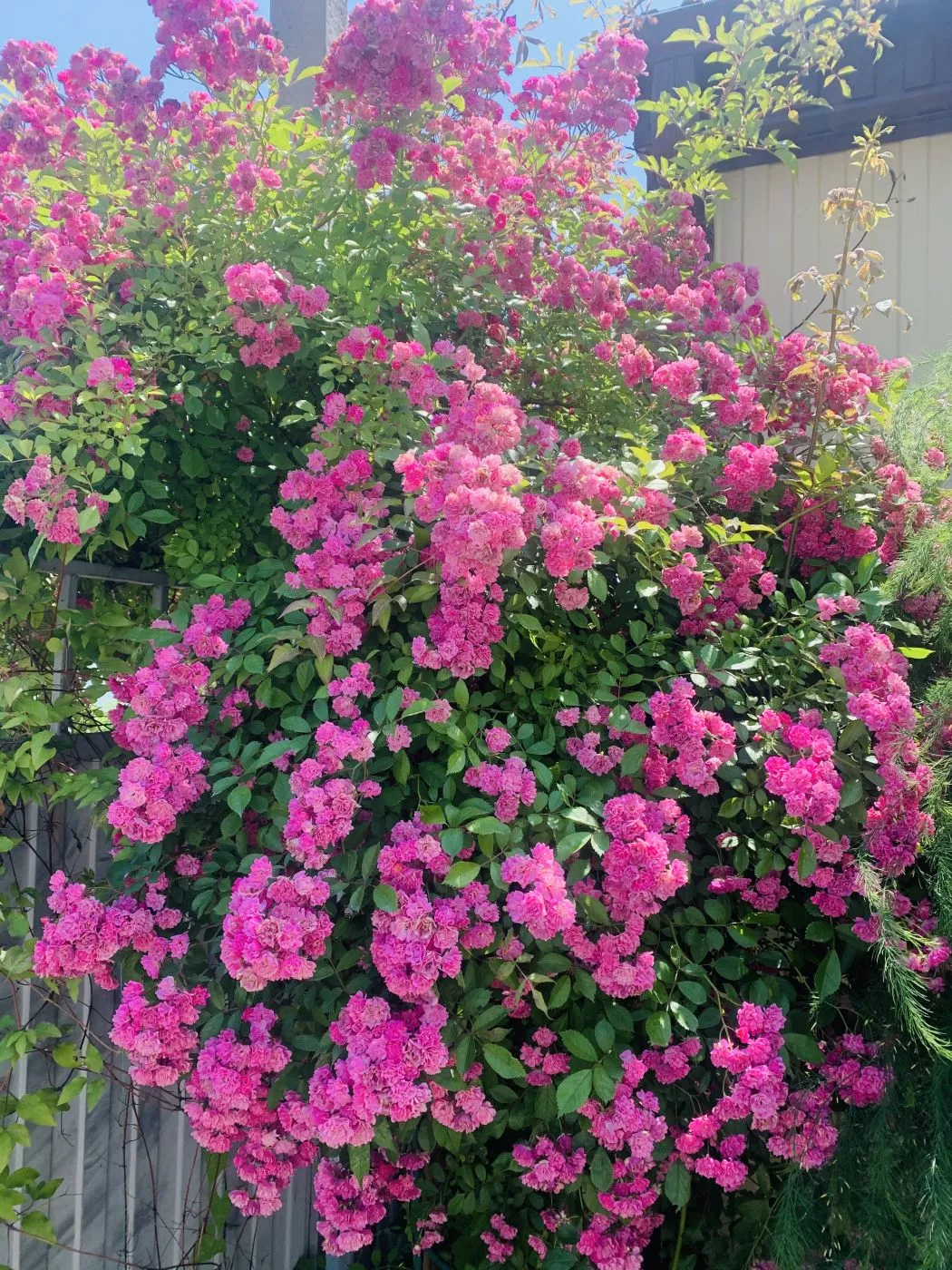 . Гостевой дом Valeri. Джубга