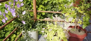 Гостевой дом "Людмила" - Архипо-Осиповка