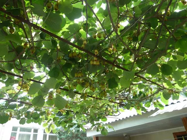 . Частный сектор << МАРГАРИТА >>. Лазаревское