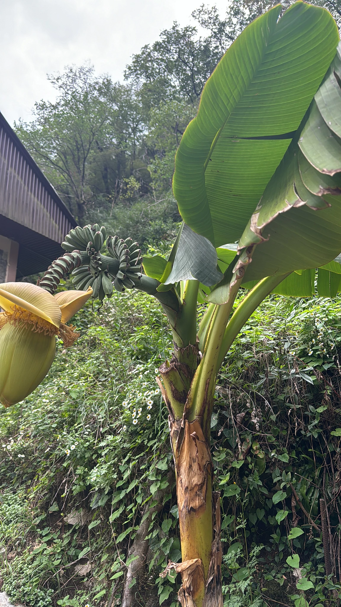 . Гостевой дом "Пантера". Гагра