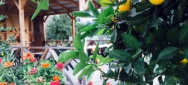 «Леона» «Леона»