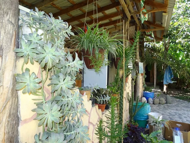 . Частный сектор "Мандаринка". Пицунда