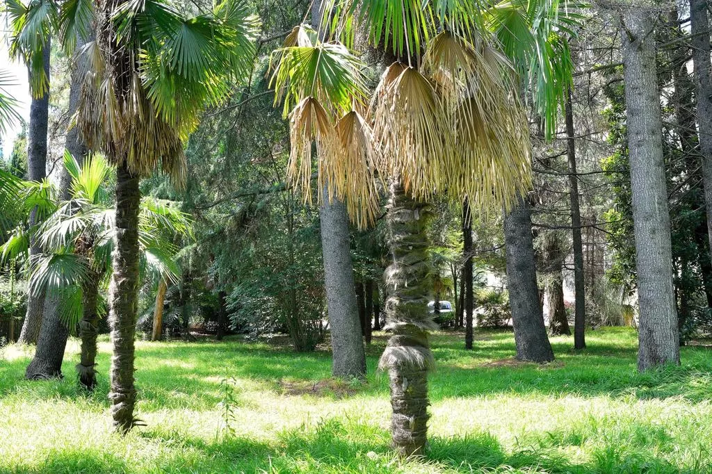 . Отель Профспотр . Адлер