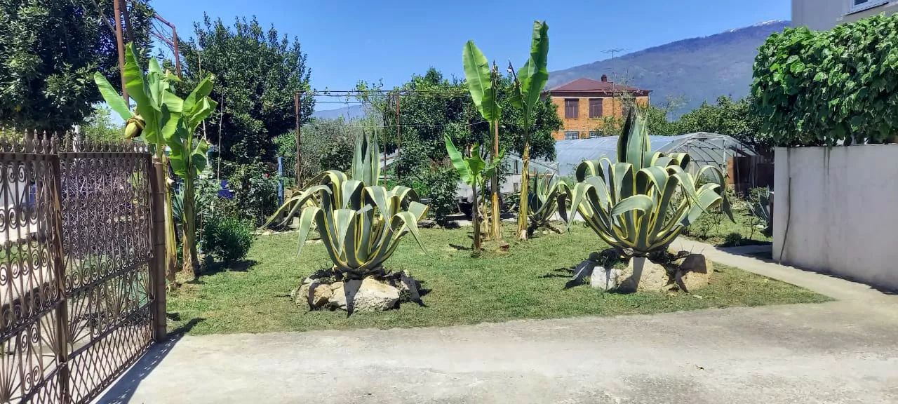 . Гостевой дом ЭЙВА. Пицунда