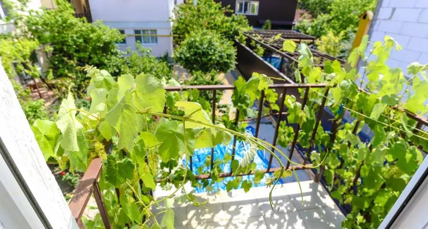 . Частный гостевой дом У Николаевны. Геленджик