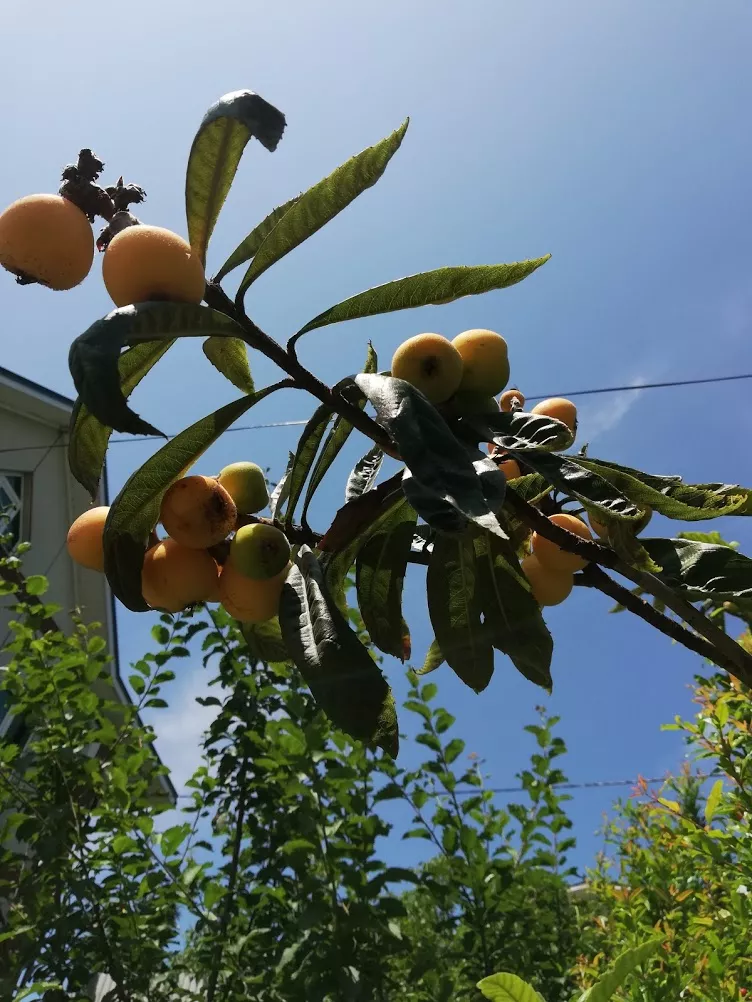 . Гостевой дом "Сибирячка". Ольгинка