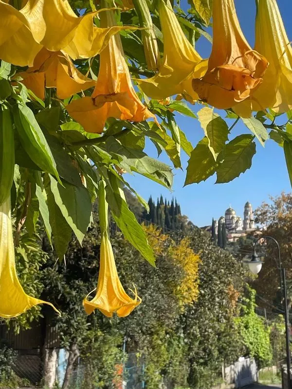 . Гостевой дом "У подножья пещеры". Новый Афон