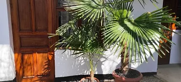 Гостевой дом Green Patio