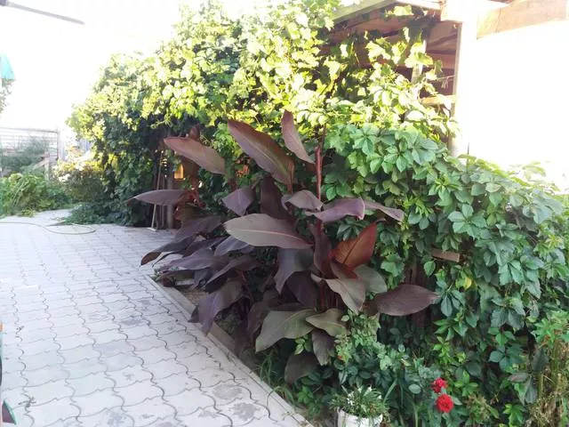 . Гостевой дом «Высотной 13». Голубицкая . Гостевой дом «Высотной 13». Голубицкая