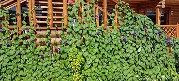 Гостевой дом "Одиссей" - Приморский