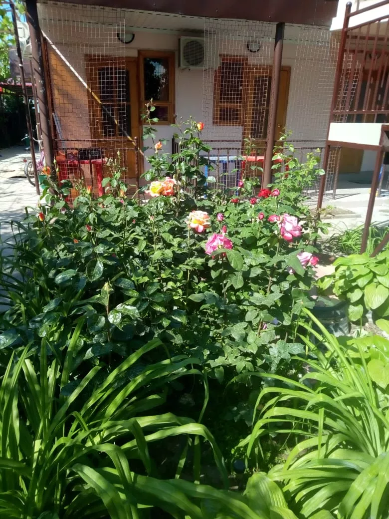 . Гостевой дом "Алина" - Голубицкая. Голубицкая