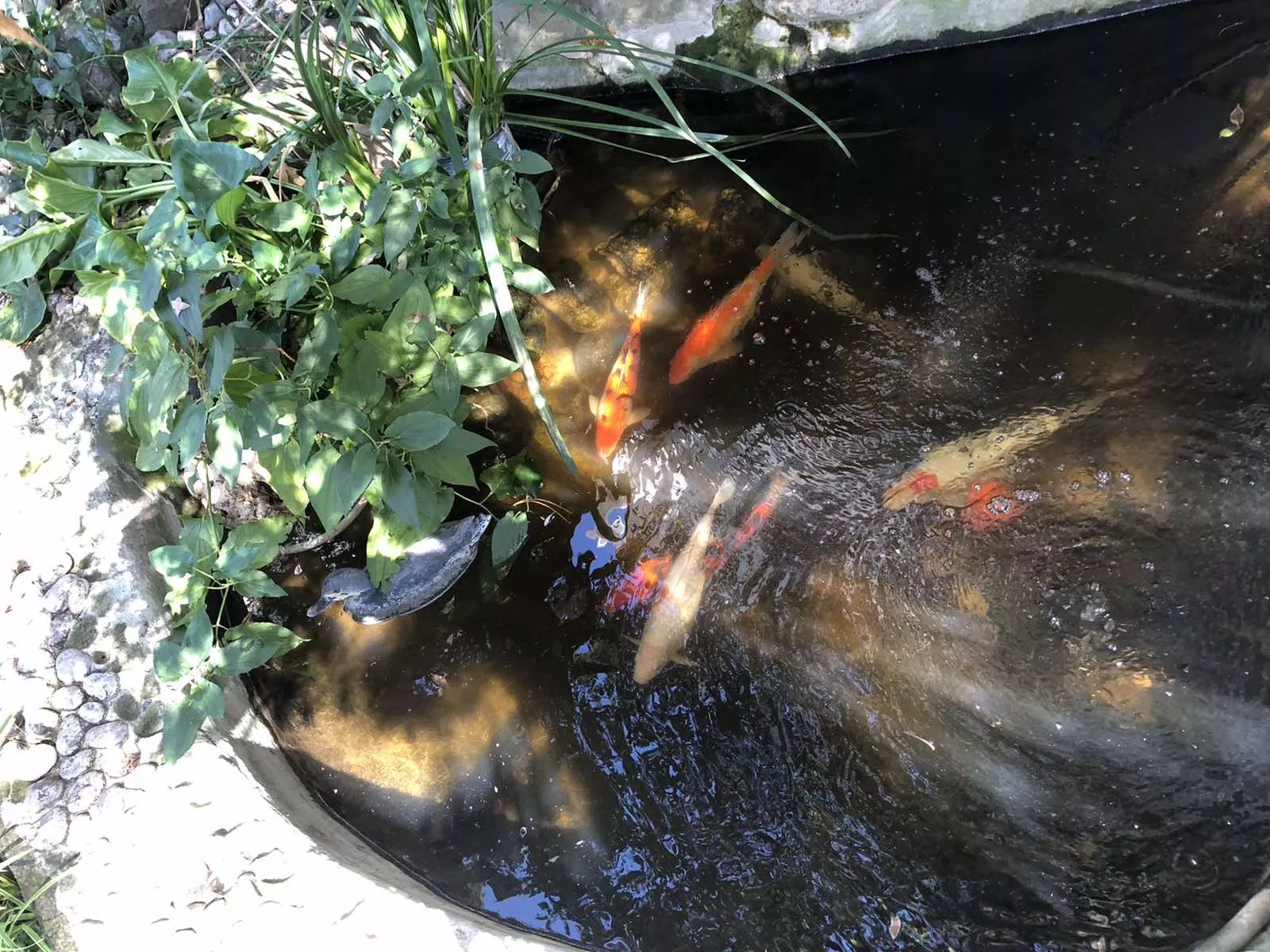 . Гостевой дом АнНи. Гаспра