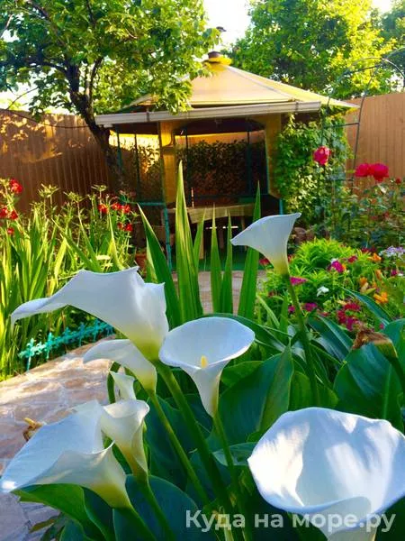 . Гостевой дом Алиса - Солоники. Солоники . Гостевой дом Алиса - Солоники. Солоники