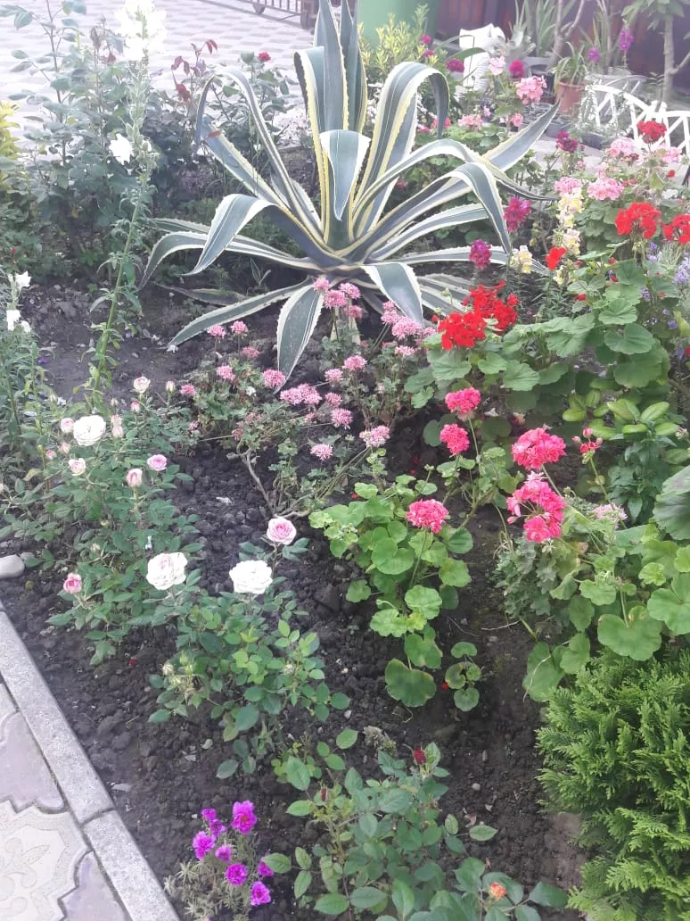 . Гостевой дом "Белый Замок". Лазаревское . Гостевой дом "Белый Замок". Лазаревское