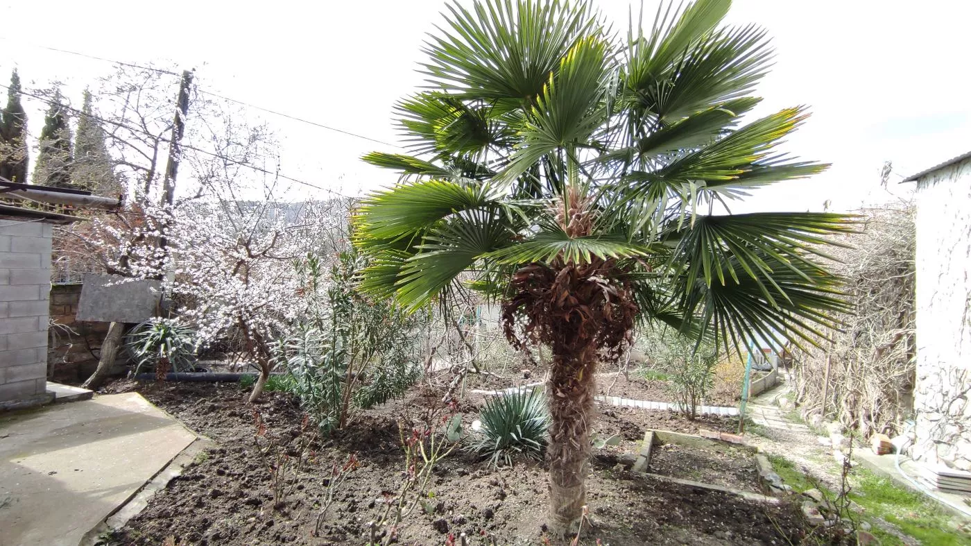 . Гостевой дом Green Patio. Рыбачье