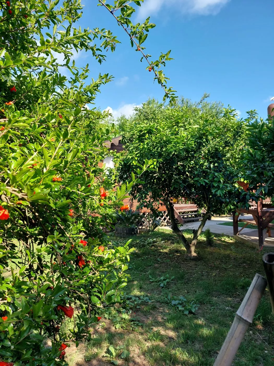 . Гостевой дом КАМЕЛИЯ. Пицунда