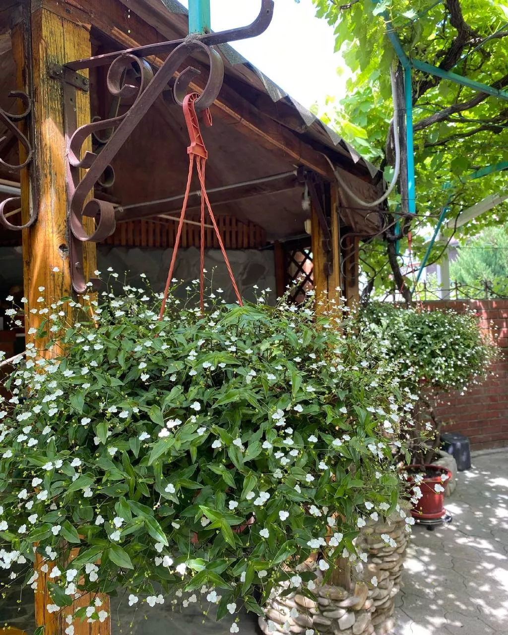 . Гостевой дом "Инжир". Новомихайловский . Гостевой дом "Инжир". Новомихайловский