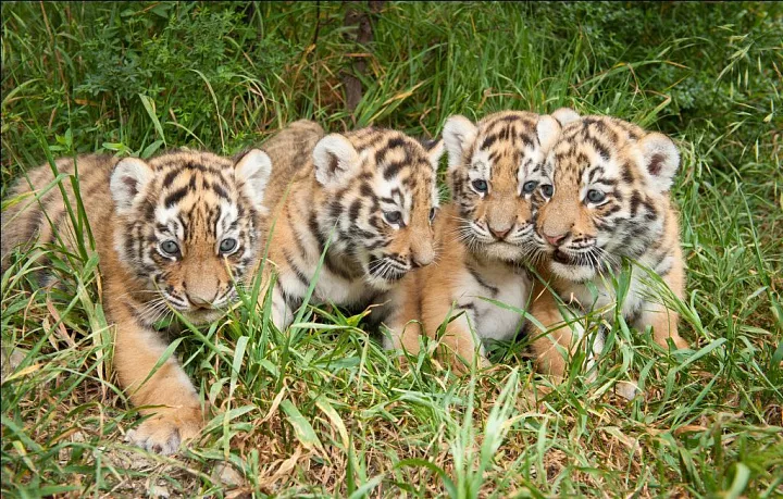Фото животных из Сафари парка в Геленджике взято с официального сайта парка: https://safari-park.ru/