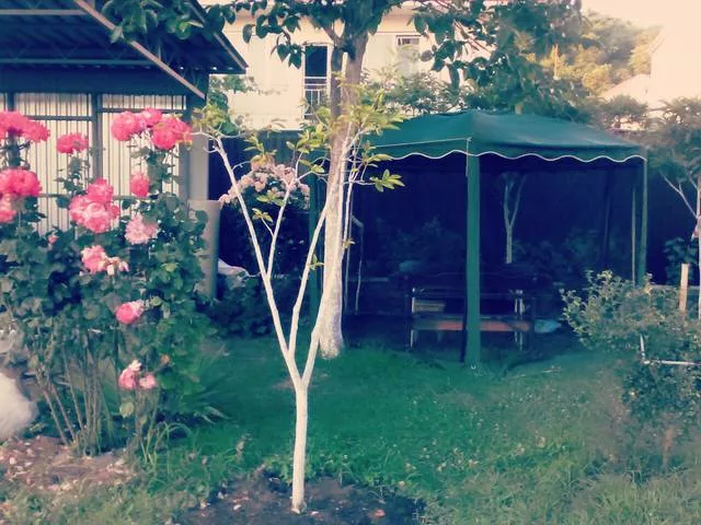 . Частный сектор Лето. Головинка