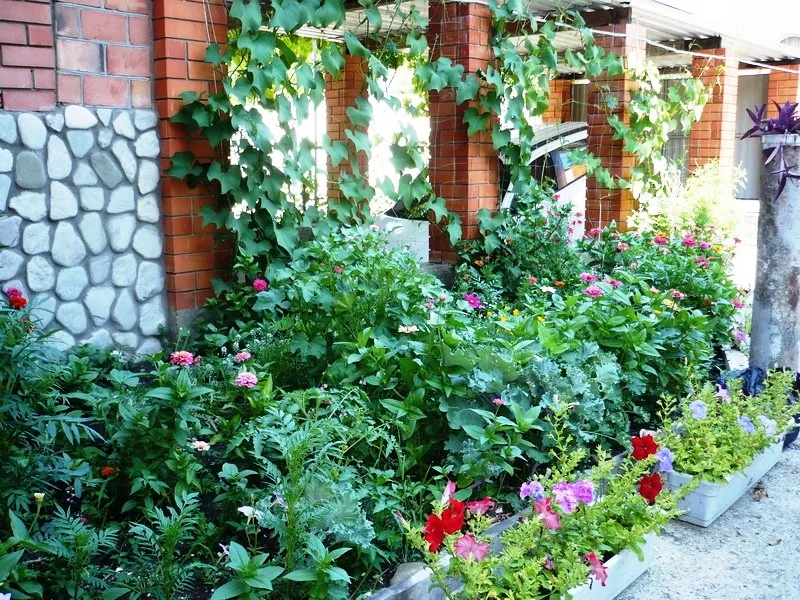 . Гостевой дом "Усадьба Александр" . Шепси . Гостевой дом "Усадьба Александр" . Шепси