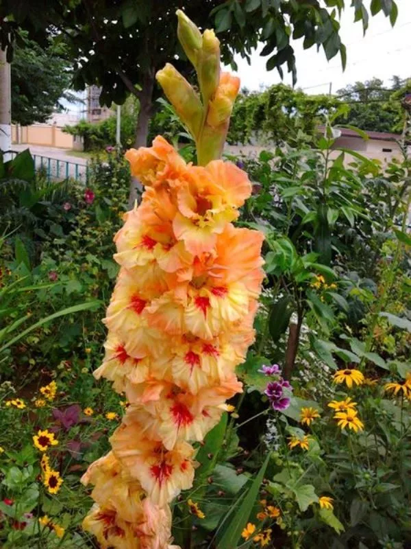 . Квартира в многоквартирном доме "Апартаменты с повышенным комфортом". Гудаута