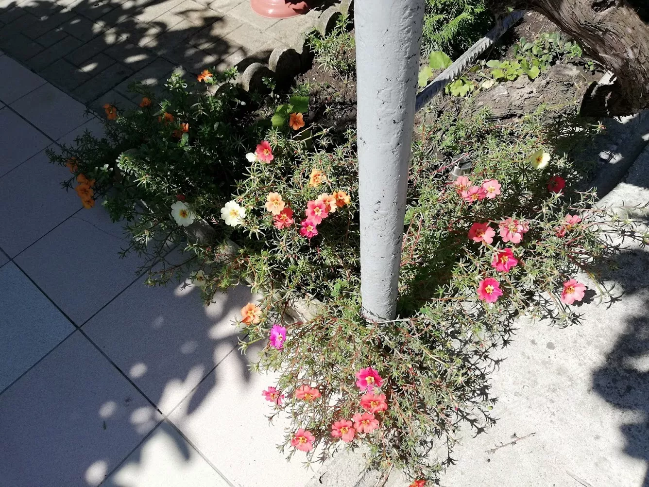 . Гостевой дом "Сибирячка". Ольгинка