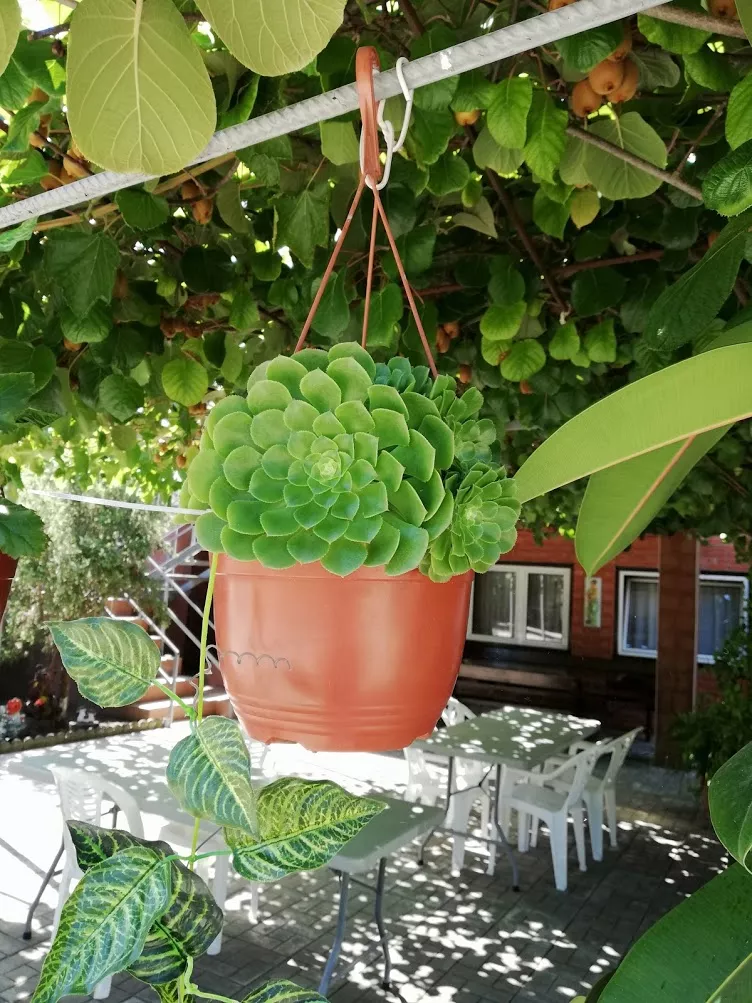 . Гостевой дом "Сибирячка". Ольгинка