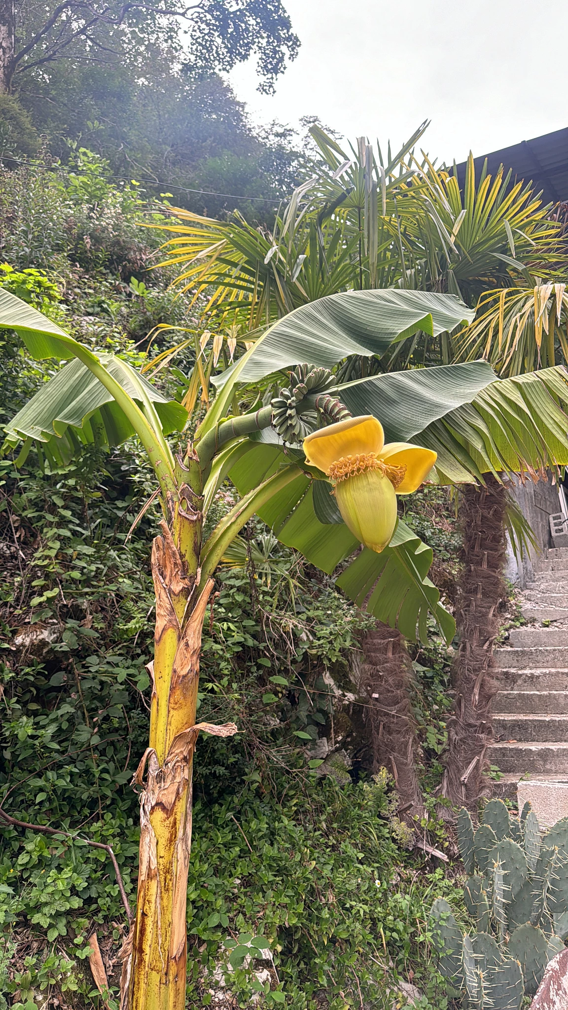 . Гостевой дом "Пантера". Гагра