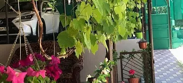 Гостевой дом "Ласточка" - Небуг