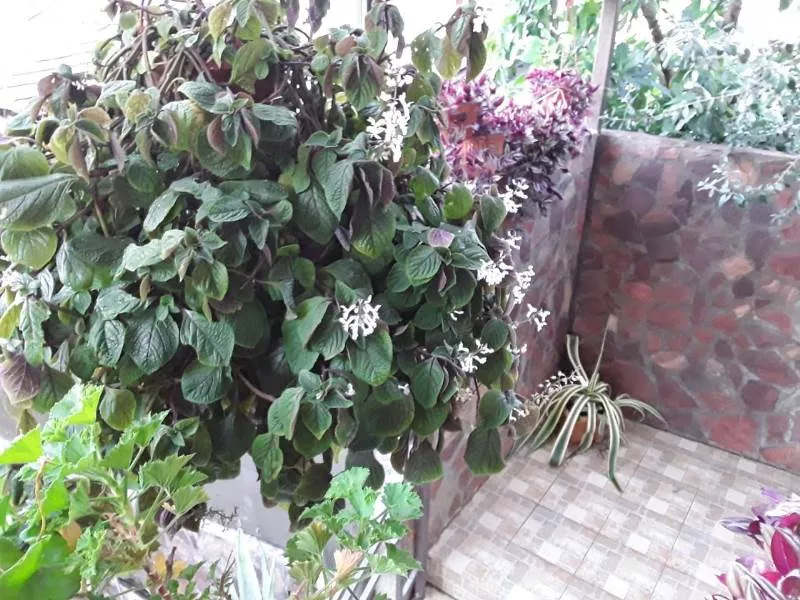 . Отель "Мыс Надежда" . Гагра