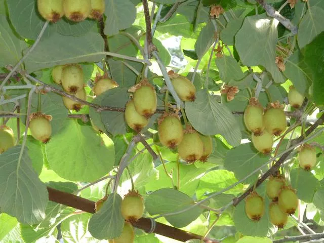 . Частный сектор << МАРГАРИТА >>. Лазаревское