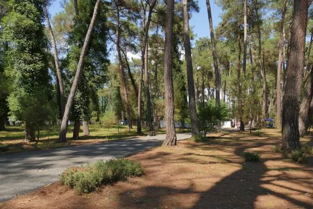 . Отель «Pine Beach». Пицунда