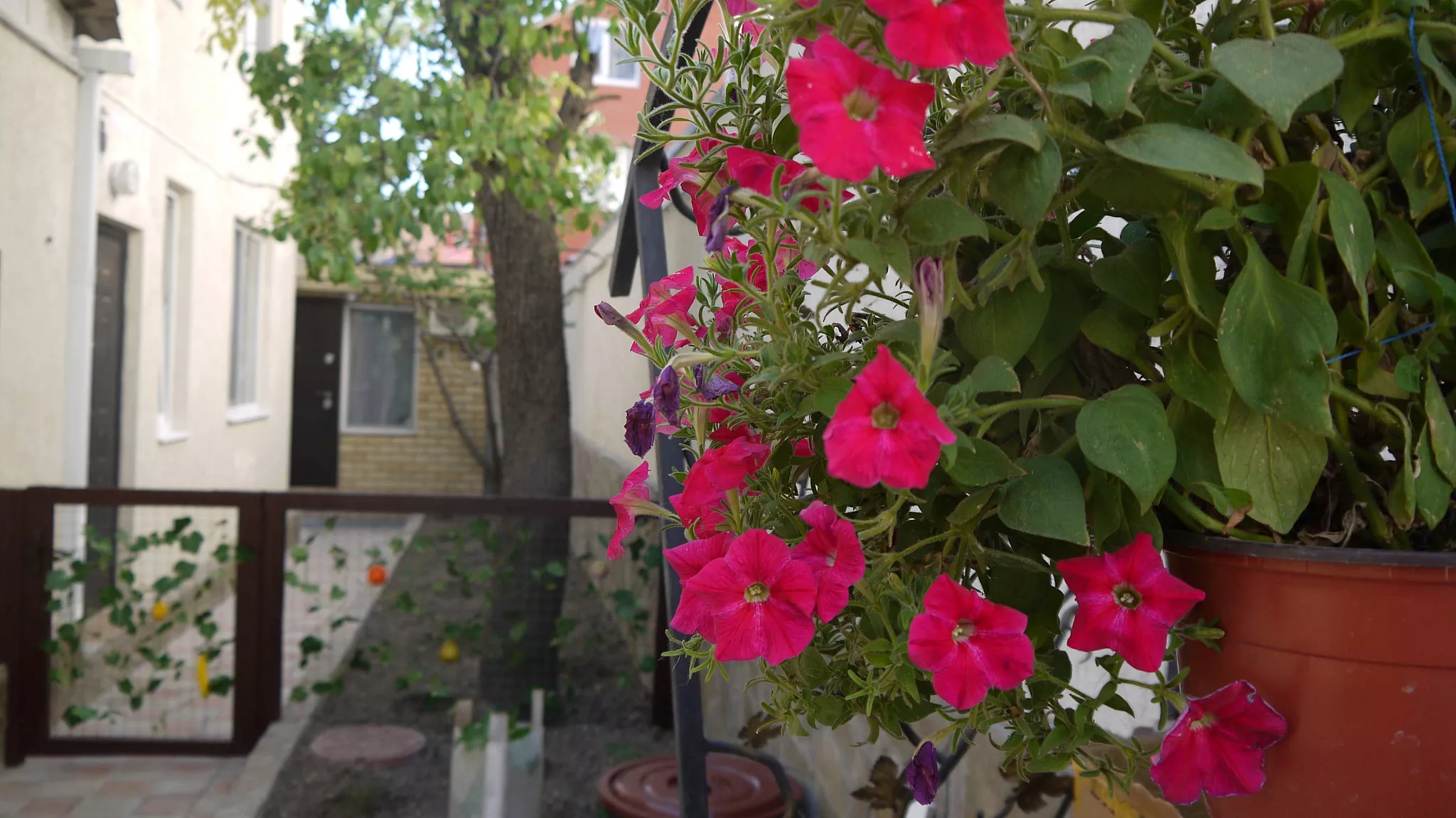 . Частный сектор Комнаты в центре Анапы. Анапа . Частный сектор Комнаты в центре Анапы. Анапа