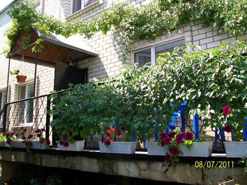 . Гостиница "Солнышко на Ивана Голубца/Пушкина". Анапа . Гостиница "Солнышко на Ивана Голубца/Пушкина". Анапа