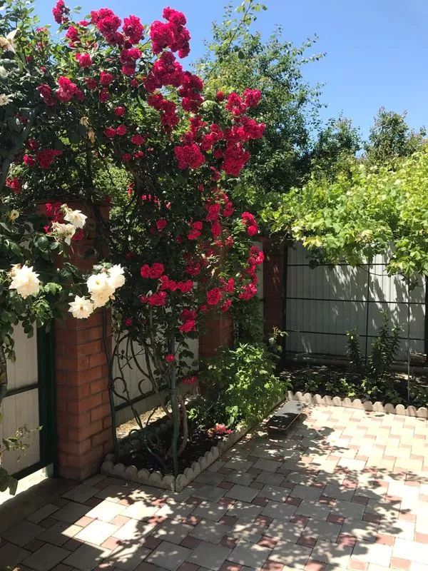 . Гостевой дом "Зеленый дворик" - Голубая бухта. Голубая бухта