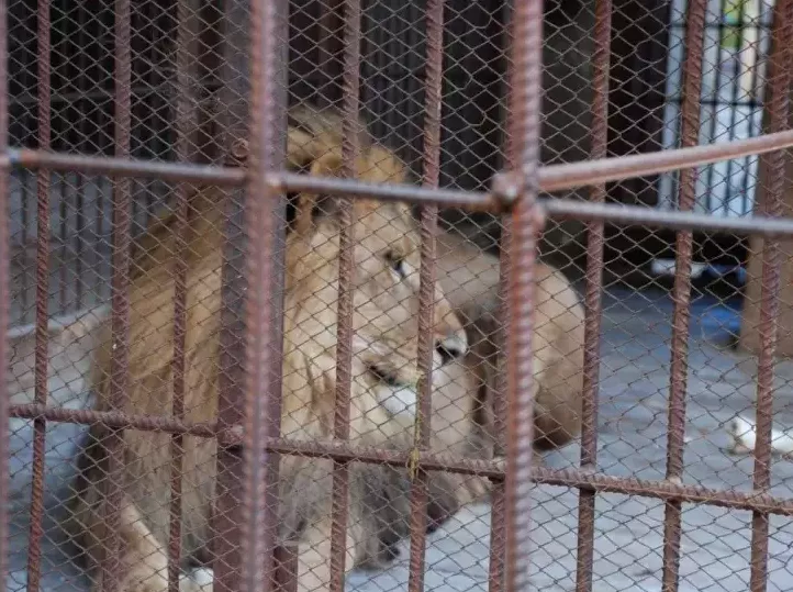 . Гостиница «МТЦ Горные вершины». Домбай-гостиницы