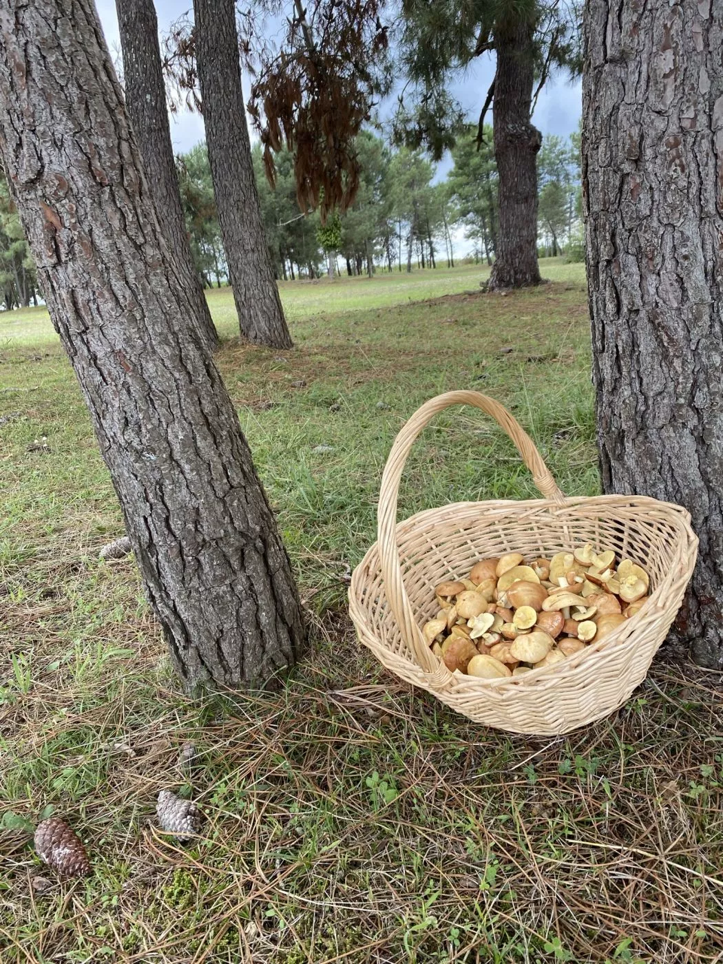 . База отдыха "Скурча". Сухум