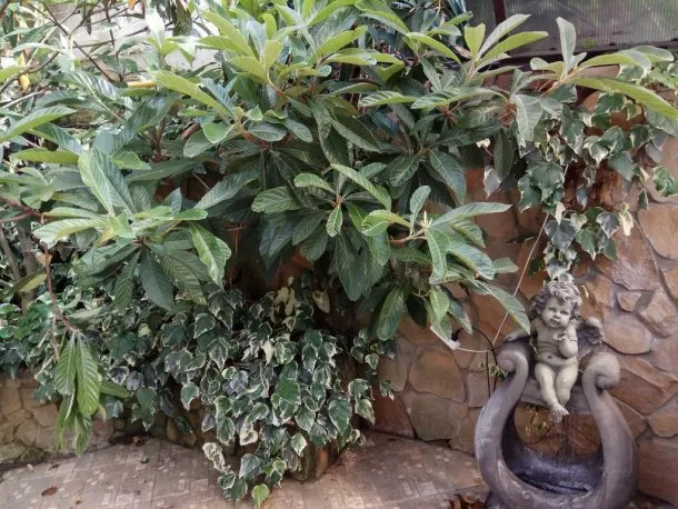 . Гостевой дом Чинар. Туапсе