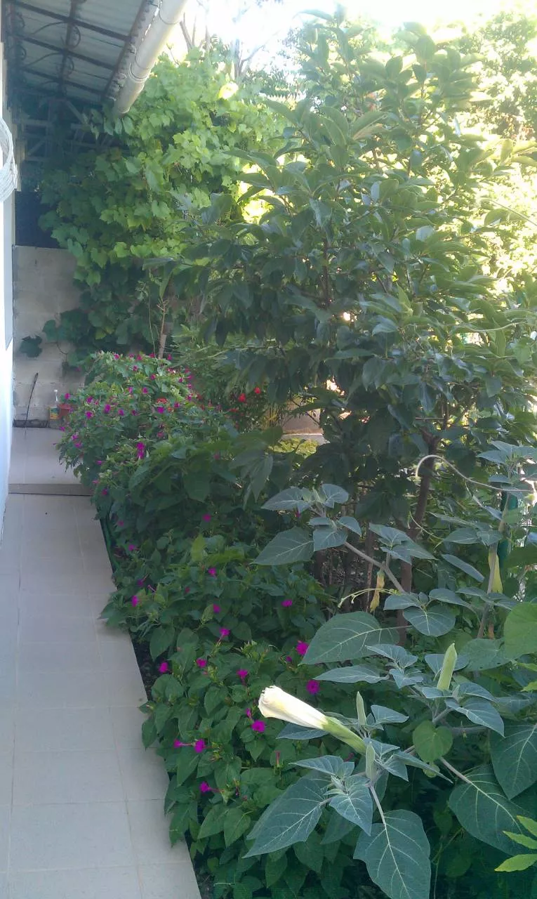 . Частный сектор Жилье с видом на море . Кореиз