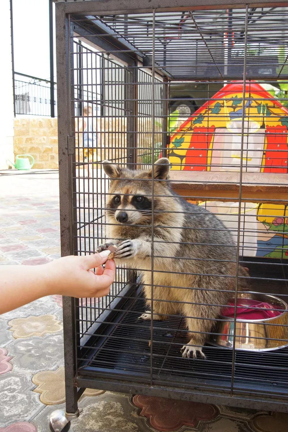 . Гостевой дом "Виктория". Лазаревское . Гостевой дом "Виктория". Лазаревское