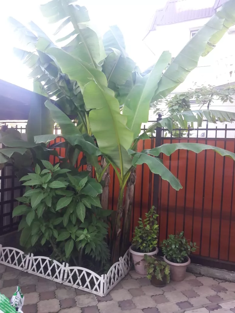 . Гостевой дом "Белый Замок". Лазаревское . Гостевой дом "Белый Замок". Лазаревское