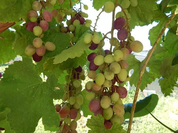 . Частная усадьба "У Машеньки". Заозерное