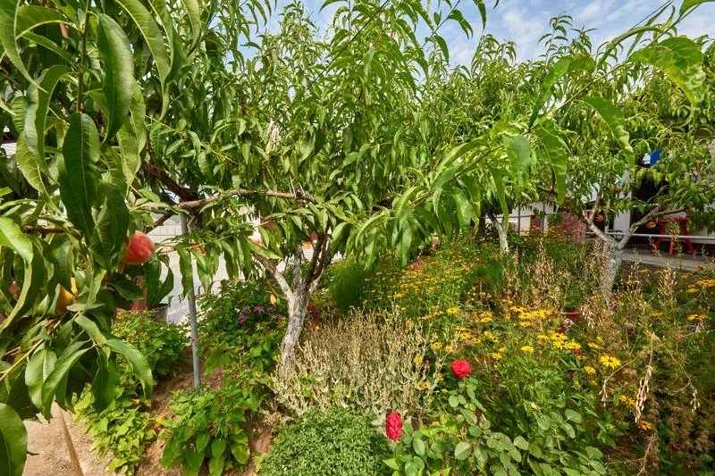 . Частный сектор "Нелли" . Джубга