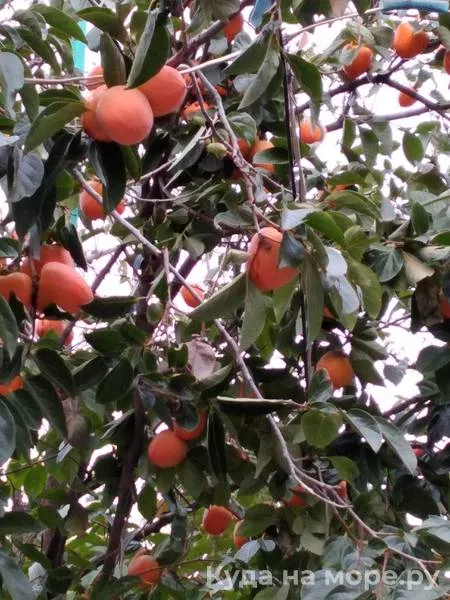 . Частный сектор "Прибойная 8". Геленджик