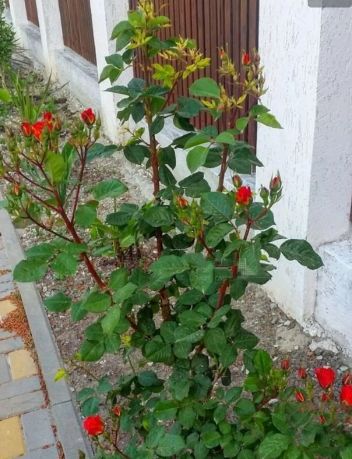 . Гостевой дом Среди пицундских сосен. Геленджик