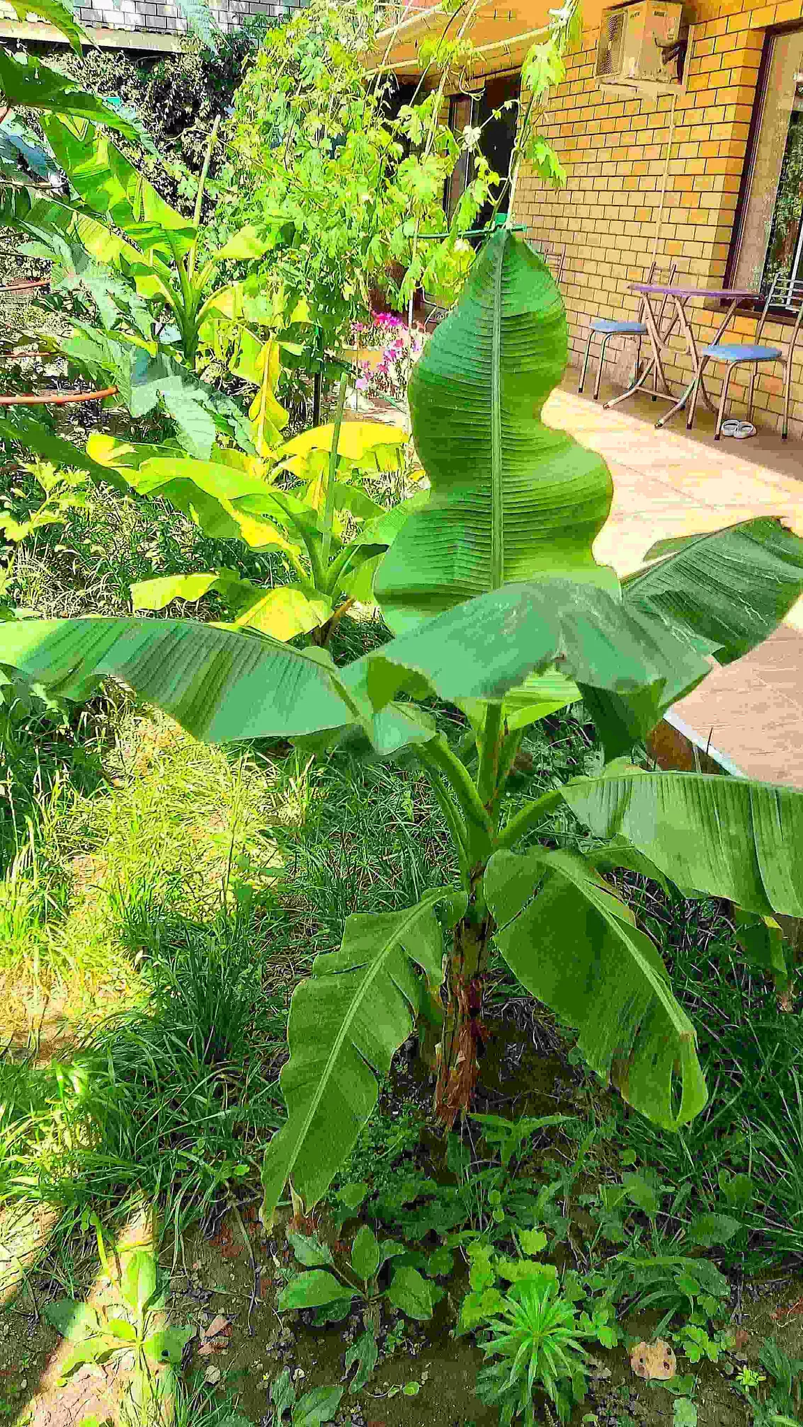 . Частный сектор Комнаты в центре Анапы. Анапа . Частный сектор Комнаты в центре Анапы. Анапа